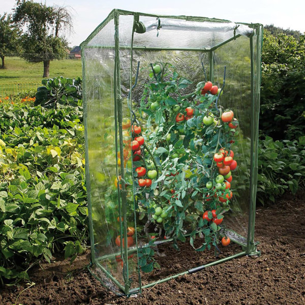 Garten Living Tomatengewächshaus Nature 100 × 50 × 150 cm Wayfair.de